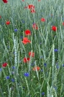 Weizen Mohn Kornblumen